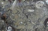 Fossil Orthoceras & Goniatite Plate - Stoneware #57789-1